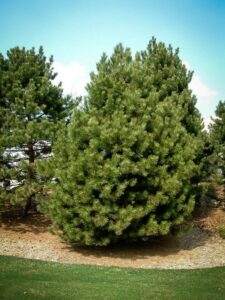 Сосна Чёрная (Pinus Nigra) купить по цене от 270.00р. в интернет-магазине «Посадика» с доставкой почтой в в Курганинске и по всей России – [изображение №1].