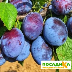 Слива Чачакская ранняя купить по цене от 229.00р. в интернет-магазине «Посадика» с доставкой почтой в в Курганинске и по всей России – [изображение №1].