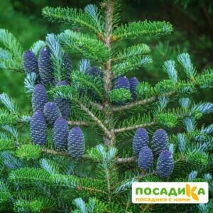 Пихта корейская (Abies koreana) купить по цене от 450.00р. в интернет-магазине «Посадика» с доставкой почтой в в Курганинске и по всей России – [изображение №1].