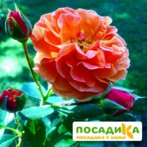 Роза Арабия купить по цене от 350.00р. в интернет-магазине «Посадика» с доставкой почтой в в Курганинске и по всей России – [изображение №1].