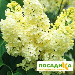 Сирень Примроуз (Primrose) купить по цене от 529.00р. в интернет-магазине «Посадика» с доставкой почтой в в Курганинске и по всей России – [изображение №1].