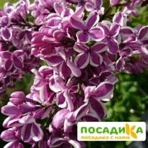 Сирень Сенсация купить по цене от 529.00р. в интернет-магазине «Посадика» с доставкой почтой в в Курганинске и по всей России – [изображение №1].