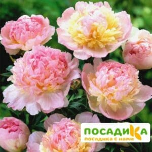 Пион Распберри Сандей (Paeonia Raspberry Sundae) купить по цене от 959р. в интернет-магазине «Посадика» с доставкой почтой в в Курганинске и по всей России – [изображение №1].