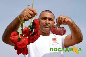Клубника Гигант Джорнея купить по цене от 266р. в интернет-магазине «Посадика» с доставкой почтой в в Курганинске и по всей России – [изображение №1].