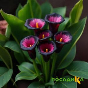 Калла Аура Лейс купить по цене от 400р. в интернет-магазине «Посадика» с доставкой почтой в в Курганинске и по всей России – [изображение №1].