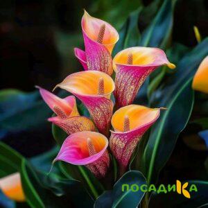 Калла Оникс купить по цене от 450р. в интернет-магазине «Посадика» с доставкой почтой в в Курганинске и по всей России – [изображение №1].
