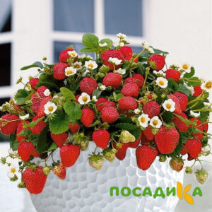 Клубника Рубиновый Шепот (горшечная) купить по цене от 240р. в интернет-магазине «Посадика» с доставкой почтой в в Курганинске и по всей России – [изображение №1].