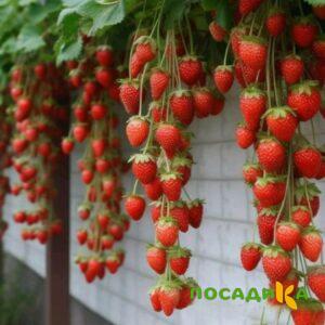 Клубника вьющаяся Комплимент купить по цене от 470р. в интернет-магазине «Посадика» с доставкой почтой в в Курганинске и по всей России – [изображение №1].