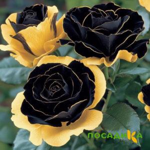 Роза Ханни Сикл купить по цене от 700р. в интернет-магазине «Посадика» с доставкой почтой в в Курганинске и по всей России – [изображение №1].