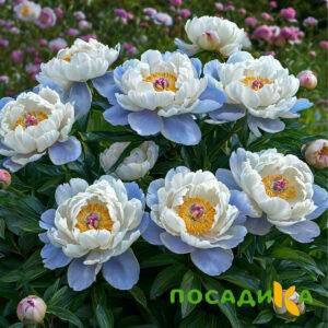 Пион акварельный Этюд купить по цене от 806р. в интернет-магазине «Посадика» с доставкой почтой в в Курганинске и по всей России – [изображение №1].