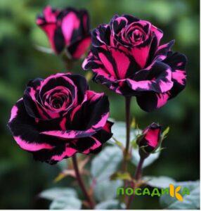 Роза Багровый Шепот купить по цене от 366р. в интернет-магазине «Посадика» с доставкой почтой в в Курганинске и по всей России – [изображение №1].