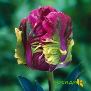 Тюльпан Экзотик Хэвен купить по цене от 186р. в интернет-магазине «Посадика» с доставкой почтой в в Курганинске и по всей России – [изображение №1].