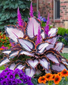 Хоста Кримэн Дрим купить по цене от 549р. в интернет-магазине «Посадика» с доставкой почтой в в Курганинске и по всей России – [изображение №1].