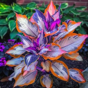 Хоста Эмеральд Тиара купить по цене от 602р. в интернет-магазине «Посадика» с доставкой почтой в в Курганинске и по всей России – [изображение №1].