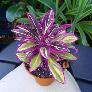 Хоста Сильвер Стик купить по цене от 650р. в интернет-магазине «Посадика» с доставкой почтой в в Курганинске и по всей России – [изображение №1].