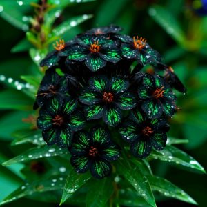 Флокс Ривьера купить по цене от 299р. в интернет-магазине «Посадика» с доставкой почтой в в Курганинске и по всей России – [изображение №1].