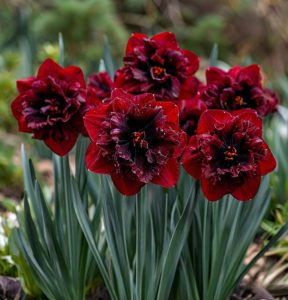 Нарцисс Сапфировый Бриз купить по цене от 3000р. в интернет-магазине «Посадика» с доставкой почтой в в Курганинске и по всей России – [изображение №1].