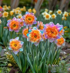 Нарцисс Айвери Дон купить по цене от 3000р. в интернет-магазине «Посадика» с доставкой почтой в в Курганинске и по всей России – [изображение №1].