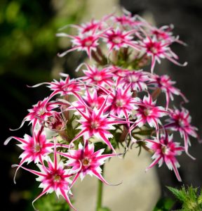 Флокс Метельчатый Путь купить по цене от 456р. в интернет-магазине «Посадика» с доставкой почтой в в Курганинске и по всей России – [изображение №1].