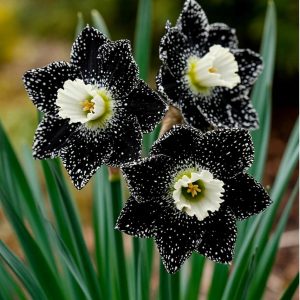 Нарцисс Кассата купить по цене от 372р. в интернет-магазине «Посадика» с доставкой почтой в в Курганинске и по всей России – [изображение №1].