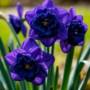 Нарцисс Арт Нуво купить по цене от 378р. в интернет-магазине «Посадика» с доставкой почтой в в Курганинске и по всей России – [изображение №1].