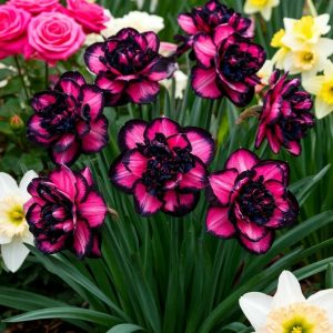 Нарцисс Золотая Корона купить по цене от 2000р. в интернет-магазине «Посадика» с доставкой почтой в в Курганинске и по всей России – [изображение №1].