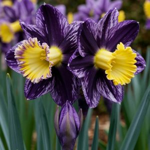 Нарцисс Акропоис купить по цене от 382р. в интернет-магазине «Посадика» с доставкой почтой в в Курганинске и по всей России – [изображение №1].