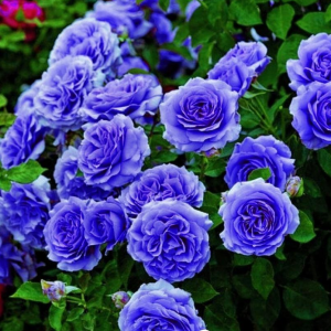 Роза Блю Мун купить по цене от 450р. в интернет-магазине «Посадика» с доставкой почтой в в Курганинске и по всей России – [изображение №1].