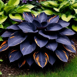 Хоста Умбра купить по цене от 349р. в интернет-магазине «Посадика» с доставкой почтой в в Курганинске и по всей России – [изображение №1].