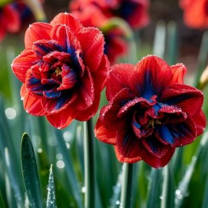 Нарцисс Эрличе купить по цене от 386р. в интернет-магазине «Посадика» с доставкой почтой в в Курганинске и по всей России – [изображение №1].