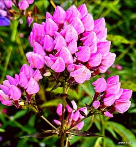 Флокс Бутоник купить по цене от 461р. в интернет-магазине «Посадика» с доставкой почтой в в Курганинске и по всей России – [изображение №1].