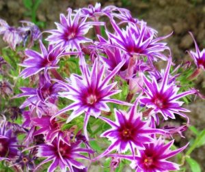 Флокс Звездное Кружево купить по цене от 361р. в интернет-магазине «Посадика» с доставкой почтой в в Курганинске и по всей России – [изображение №1].