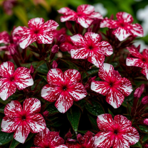 Флокс Ливер Гриммер купить по цене от 590р. в интернет-магазине «Посадика» с доставкой почтой в в Курганинске и по всей России – [изображение №1].