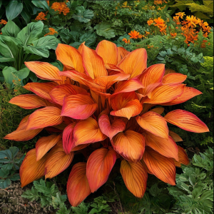 Хоста Солнечный Нектар купить по цене от 605р. в интернет-магазине «Посадика» с доставкой почтой в в Курганинске и по всей России – [изображение №1].