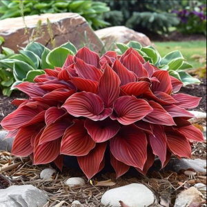 Хоста Рэд Эйнджл купить по цене от 549р. в интернет-магазине «Посадика» с доставкой почтой в в Курганинске и по всей России – [изображение №1].