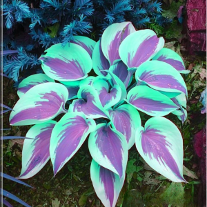 Хоста Висперин Бьюти купить по цене от 379р. в интернет-магазине «Посадика» с доставкой почтой в в Курганинске и по всей России – [изображение №1].