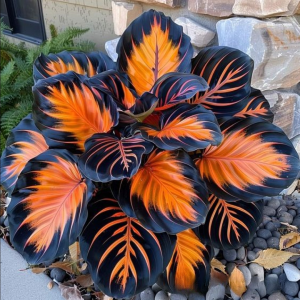 Хоста Сикрет Форест купить по цене от 601р. в интернет-магазине «Посадика» с доставкой почтой в в Курганинске и по всей России – [изображение №1].