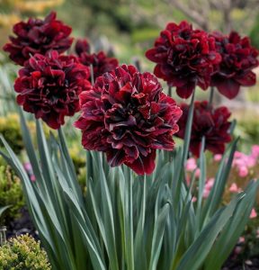 Нарцисс Малиновая Вуаль купить по цене от 3000р. в интернет-магазине «Посадика» с доставкой почтой в в Курганинске и по всей России – [изображение №1].