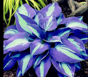 Хоста Аурелия купить по цене от 450р. в интернет-магазине «Посадика» с доставкой почтой в в Курганинске и по всей России – [изображение №1].