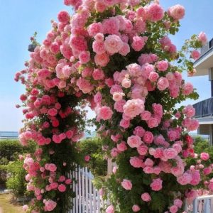 Роза Пастель Розе купить по цене от 605р. в интернет-магазине «Посадика» с доставкой почтой в в Курганинске и по всей России – [изображение №1].