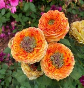 Роза Золотой Мираж купить по цене от 420р. в интернет-магазине «Посадика» с доставкой почтой в в Курганинске и по всей России – [изображение №1].